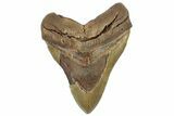 Huge, Fossil Megalodon Tooth - North Carolina #298780-1